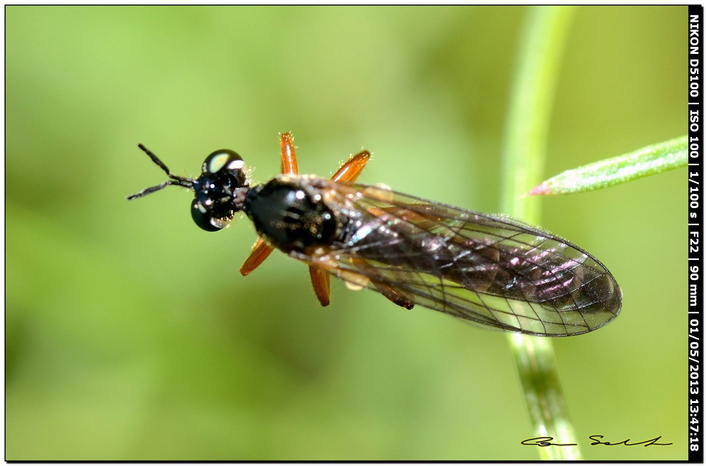 Stratiomyidae?